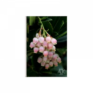 Kocayemiş Çiçeği - "Büyükada" Serisi Kanvas Defter Ürün Görseli