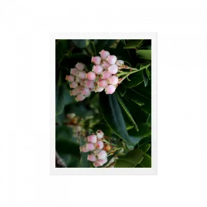 Kocayemiş Çiçeği - Büyükada Poster Ürün Görseli