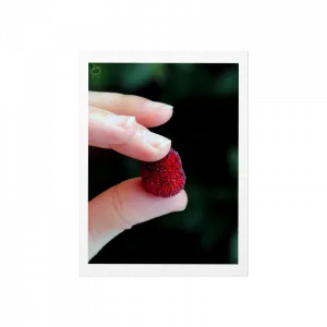 Kocayemiş Meyvesi - Büyükada Poster Ürün Görseli