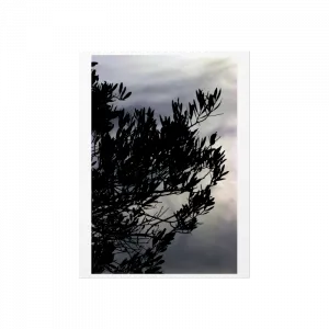 Zeytin Ağacı - "Büyükada" Serisi Poster Ürün Görseli