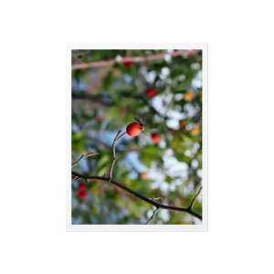 Kuşburnu - Büyükada Poster Ürün Görseli